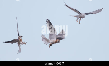 Eine Vogelmutter lehrt ihre Nachkommen zu jagen. SPEKTAKULÄRE Action-Aufnahmen von zwei Seeadler Kites mit ihrer Mama zu jagen lernen wurden gefangen genommen. Diese atemberaubenden Bilder zeigen die Vögel anmutig durch die Luft gleiten, wie ihre Mutter sie trainiert. Eine weitere Aufnahme zeigt den Moment, wenn Mama die Jungvögel eine Wühlmaus zum Abendessen – alles innerhalb von Sekunden geht. Die atemberaubenden Bilder wurden von Thinh Bui (58), ein Ingenieur aus Fremont, USA während des Besuchs der Rancho San Antonio Preserve in Cupertino, Kalifornien. Die Aufnahmen wurden gefangen genommen, als die Vögel mehr als 80 Meter über dem Boden schwebte. Stockfoto