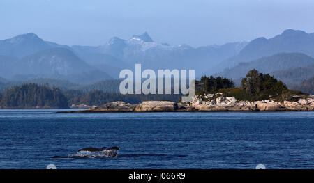 NORTH VANCOUVER ISLAND, Kanada: Atemberaubende Aufnahmen hat herrliche Zeitlupe Moment eingefangen in den eine riesige 40-Tonnen-Buckelwal eine volle 360-Grad-Drehung in der Luft abgeschlossen. Legen Sie auf der höchsten Tech Fernsehdokumentation Rivalen dieses Slo-Mo-video zeigt der vierzig zwei Fuß lange Wal schießen aus dem Wasser und drehen Sie um in die Luft vor einen großen Sprung zu schaffen, wie es das Meer neu eingegeben. Der spielerische Wal verletzt das Wasser mehrfach und die unglaubliche Bilder zeigen auch es schlug das Wasser mit seinen Brustflosse und Rute. Die Bilder wurden in North Vancouver Island in Kanada durch e Stockfoto