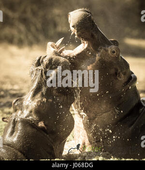 SOUTH LUANGWA, Sambia: Haben zwei riesige Flusspferde gerissen worden gegeneinander kämpfen über Wasser und Raum in einem allmächtigen Kampf der Titanen. Spektakuläre Action-Aufnahmen zeigen die zwei-Tonnen-Flusspferde vor sich und aggressiv entblößte ihre Zähne aufeinander. Die Allesfresser sind abgebildet in einer Lagune zu kämpfen, wie sie langsam heraus, tieferes Wasser treiben, während die Kriegsverletzungen auf ein Nilpferd mit einer Reihe von roten Schnittwunden, die Kreuz und quer über den Rücken deutlich zu erkennen. Die atemberaubenden Bilder wurden in South Luangwa, Sambia von Safari-Guide Peter Geraerdts (47), ursprünglich aus den Haag in den Niederlanden aufgenommen. Stockfoto