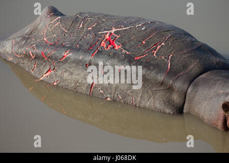 SOUTH LUANGWA, Sambia: Haben zwei riesige Flusspferde gerissen worden gegeneinander kämpfen über Wasser und Raum in einem allmächtigen Kampf der Titanen. Spektakuläre Action-Aufnahmen zeigen die zwei-Tonnen-Flusspferde vor sich und aggressiv entblößte ihre Zähne aufeinander. Die Allesfresser sind abgebildet in einer Lagune zu kämpfen, wie sie langsam heraus, tieferes Wasser treiben, während die Kriegsverletzungen auf ein Nilpferd mit einer Reihe von roten Schnittwunden, die Kreuz und quer über den Rücken deutlich zu erkennen. Die atemberaubenden Bilder wurden in South Luangwa, Sambia von Safari-Guide Peter Geraerdts (47), ursprünglich aus den Haag in den Niederlanden aufgenommen. Stockfoto