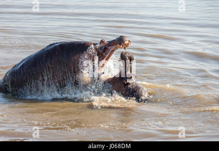 SOUTH LUANGWA, Sambia: Haben zwei riesige Flusspferde gerissen worden gegeneinander kämpfen über Wasser und Raum in einem allmächtigen Kampf der Titanen. Spektakuläre Action-Aufnahmen zeigen die zwei-Tonnen-Flusspferde vor sich und aggressiv entblößte ihre Zähne aufeinander. Die Allesfresser sind abgebildet in einer Lagune zu kämpfen, wie sie langsam heraus, tieferes Wasser treiben, während die Kriegsverletzungen auf ein Nilpferd mit einer Reihe von roten Schnittwunden, die Kreuz und quer über den Rücken deutlich zu erkennen. Die atemberaubenden Bilder wurden in South Luangwa, Sambia von Safari-Guide Peter Geraerdts (47), ursprünglich aus den Haag in den Niederlanden aufgenommen. Stockfoto