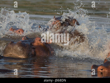 SOUTH LUANGWA, Sambia: Haben zwei riesige Flusspferde gerissen worden gegeneinander kämpfen über Wasser und Raum in einem allmächtigen Kampf der Titanen. Spektakuläre Action-Aufnahmen zeigen die zwei-Tonnen-Flusspferde vor sich und aggressiv entblößte ihre Zähne aufeinander. Die Allesfresser sind abgebildet in einer Lagune zu kämpfen, wie sie langsam heraus, tieferes Wasser treiben, während die Kriegsverletzungen auf ein Nilpferd mit einer Reihe von roten Schnittwunden, die Kreuz und quer über den Rücken deutlich zu erkennen. Die atemberaubenden Bilder wurden in South Luangwa, Sambia von Safari-Guide Peter Geraerdts (47), ursprünglich aus den Haag in den Niederlanden aufgenommen. Stockfoto