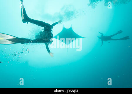 ROCA PARTIDA, Mexiko: The Giant Manta Ray schwimmt neben zwei Taucher. SPEKTAKULÄRE Unterwasser-Bilder von einem sechzehn Fuß breite Riesenmanta einer Blase Massage mit freundlicher Genehmigung von seinen menschlichen Besuchern wurden gefangen genommen. Die faszinierende Sammlung von Bildern zeigt der freundliche Riese taumeln und drehen durch das Wasser, auf eine Tanz-Performance für die verwirrten Taucher in der Nähe erscheinen. Ein Bild zeigt die Ungeheuerlichkeit der Kreatur, wie es aussieht, als ob es aufsteht, sich einen Taucher zu stellen. Ein weiteres Bild zeigt das elegante Tier, flankiert von zwei fischig Sidekicks. Das unglaubliche Bild Stockfoto