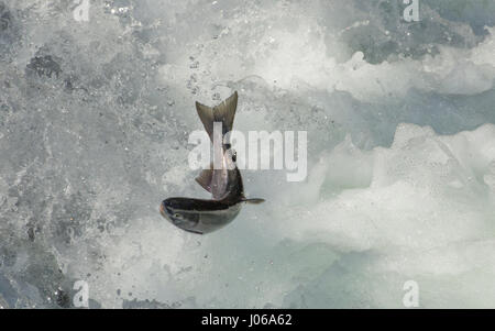 EXPLOSIVE Bilder von einem britischen Fotografen zeigen ein hungriger Braunbär Schlemmen auf die Höchstzahl von Lachs jetzt schwärmen flussaufwärts. Die actionreiche Aufnahmen gehören Bär, der auf acht Füße wachsen kann hoch und 800-Pfund wiegen, stalking seine glücklose Beute vor der Zerschlagung durch das Wasser Devoir seine Mahlzeit mit frischem Fisch. Scot Graham McGeorge, der jetzt einen Vorarbeiter Leben in Florida ist, erfasst die spektakuläre Szene während des Besuchs Brooks Falls im Katmai Nationalpark in Alaska, wo die Bären haben nur ein paar Monate des Sommers bis zu 400.000 Lachs Reisen zu ihren Zucht Gewässern zu Spaw jagen Stockfoto