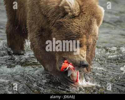 EXPLOSIVE Bilder von einem britischen Fotografen zeigen ein hungriger Braunbär Schlemmen auf die Höchstzahl von Lachs jetzt schwärmen flussaufwärts. Die actionreiche Aufnahmen gehören Bär, der auf acht Füße wachsen kann hoch und 800-Pfund wiegen, stalking seine glücklose Beute vor der Zerschlagung durch das Wasser Devoir seine Mahlzeit mit frischem Fisch. Scot Graham McGeorge, der jetzt einen Vorarbeiter Leben in Florida ist, erfasst die spektakuläre Szene während des Besuchs Brooks Falls im Katmai Nationalpark in Alaska, wo die Bären haben nur ein paar Monate des Sommers bis zu 400.000 Lachs Reisen zu ihren Zucht Gewässern zu Spaw jagen Stockfoto