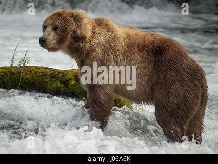 EXPLOSIVE Bilder von einem britischen Fotografen zeigen ein hungriger Braunbär Schlemmen auf die Höchstzahl von Lachs jetzt schwärmen flussaufwärts. Die actionreiche Aufnahmen gehören Bär, der auf acht Füße wachsen kann hoch und 800-Pfund wiegen, stalking seine glücklose Beute vor der Zerschlagung durch das Wasser Devoir seine Mahlzeit mit frischem Fisch. Scot Graham McGeorge, der jetzt einen Vorarbeiter Leben in Florida ist, erfasst die spektakuläre Szene während des Besuchs Brooks Falls im Katmai Nationalpark in Alaska, wo die Bären haben nur ein paar Monate des Sommers bis zu 400.000 Lachs Reisen zu ihren Zucht Gewässern zu Spaw jagen Stockfoto