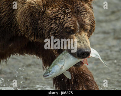 EXPLOSIVE Bilder von einem britischen Fotografen zeigen ein hungriger Braunbär Schlemmen auf die Höchstzahl von Lachs jetzt schwärmen flussaufwärts. Die actionreiche Aufnahmen gehören Bär, der auf acht Füße wachsen kann hoch und 800-Pfund wiegen, stalking seine glücklose Beute vor der Zerschlagung durch das Wasser Devoir seine Mahlzeit mit frischem Fisch. Scot Graham McGeorge, der jetzt einen Vorarbeiter Leben in Florida ist, erfasst die spektakuläre Szene während des Besuchs Brooks Falls im Katmai Nationalpark in Alaska, wo die Bären haben nur ein paar Monate des Sommers bis zu 400.000 Lachs Reisen zu ihren Zucht Gewässern zu Spaw jagen Stockfoto