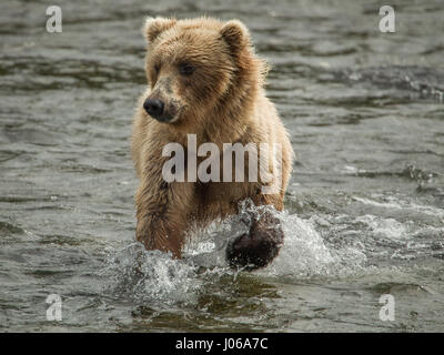 EXPLOSIVE Bilder von einem britischen Fotografen zeigen ein hungriger Braunbär Schlemmen auf die Höchstzahl von Lachs jetzt schwärmen flussaufwärts. Die actionreiche Aufnahmen gehören Bär, der auf acht Füße wachsen kann hoch und 800-Pfund wiegen, stalking seine glücklose Beute vor der Zerschlagung durch das Wasser Devoir seine Mahlzeit mit frischem Fisch. Scot Graham McGeorge, der jetzt einen Vorarbeiter Leben in Florida ist, erfasst die spektakuläre Szene während des Besuchs Brooks Falls im Katmai Nationalpark in Alaska, wo die Bären haben nur ein paar Monate des Sommers bis zu 400.000 Lachs Reisen zu ihren Zucht Gewässern zu Spaw jagen Stockfoto