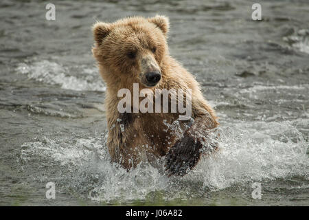 EXPLOSIVE Bilder von einem britischen Fotografen zeigen ein hungriger Braunbär Schlemmen auf die Höchstzahl von Lachs jetzt schwärmen flussaufwärts. Die actionreiche Aufnahmen gehören Bär, der auf acht Füße wachsen kann hoch und 800-Pfund wiegen, stalking seine glücklose Beute vor der Zerschlagung durch das Wasser Devoir seine Mahlzeit mit frischem Fisch. Scot Graham McGeorge, der jetzt einen Vorarbeiter Leben in Florida ist, erfasst die spektakuläre Szene während des Besuchs Brooks Falls im Katmai Nationalpark in Alaska, wo die Bären haben nur ein paar Monate des Sommers bis zu 400.000 Lachs Reisen zu ihren Zucht Gewässern zu Spaw jagen Stockfoto