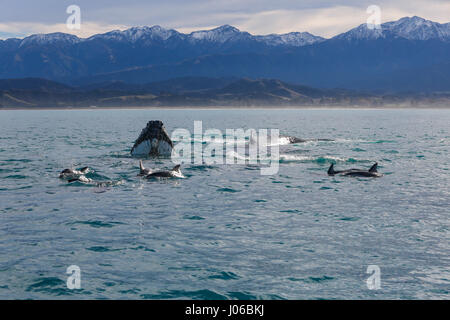 KAIKOURA Halbinsel, Neuseeland: die Wale und Delfine vermischen. ATEMBERAUBENDE Aufnahmen von frechen Delfine mit zwei 40-Fuß lange Buckelwale wurden gefangen genommen. Die herrlichen Bilder zeigen des super Pod von mehr als-hundert-und-fünfzig dusky Delphine unterbrechen die beiden Wale, wie sie ihren Weg zu den wärmeren Gewässern zu züchten gemacht. Die Bilder zeigen die Delphine setzen auf eine Leistung für eine Gruppe von fassungslos Touristen auf eine Whale-watching Ausflug mit dem Boot. Nicht um die sportliche Delphine heraus erfolgen, durchgeführt die Buckelwale eine Reihe von synchronisierten Drehungen und Wendungen im Blick Stockfoto