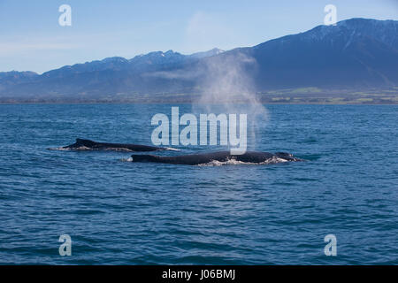 KAIKOURA Halbinsel, Neuseeland: die Buckelwale führen eine Reihe von Tricks für Zuschauer. ATEMBERAUBENDE Aufnahmen von frechen Delfine mit zwei 40-Fuß lange Buckelwale wurden gefangen genommen. Die herrlichen Bilder zeigen des super Pod von mehr als-hundert-und-fünfzig dusky Delphine unterbrechen die beiden Wale, wie sie ihren Weg zu den wärmeren Gewässern zu züchten gemacht. Die Bilder zeigen die Delphine setzen auf eine Leistung für eine Gruppe von fassungslos Touristen auf eine Whale-watching Ausflug mit dem Boot. Nicht um die sportliche Delphine heraus erfolgen, durchgeführt die Buckelwale eine Reihe von synchronisierten twi Stockfoto