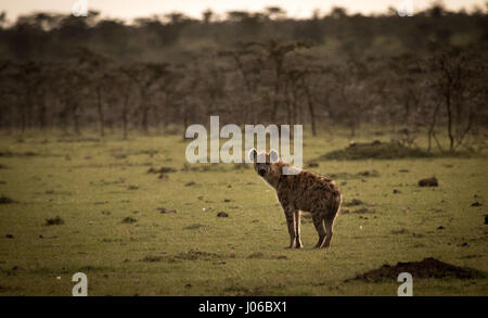 Masai MARA NATIONAL RESERVE, Kenia: Seltene Aufnahmen einer Headhunting Hyäne stolz mit der Trophäe ein Warzenschwein ablaufen wurde von einem Touristen baff erfasst. "Massai-Mara-Headhunter" von lokalen Führern genannt, zeigen atemberaubende Bilder und Video der Anführer der Gruppe tragen seinen Preis über die Masai Mara National Reserve in Kenia. Die unglaubliche Bild- und Filmmaterial wurden von Amateur-Fotografen Olli Teirilä (38) aus Helsinki, Finnland mit einem Canon 70-D-Kamera mit einem 100-400 mm IS II Objektiv aufgenommen. Stockfoto