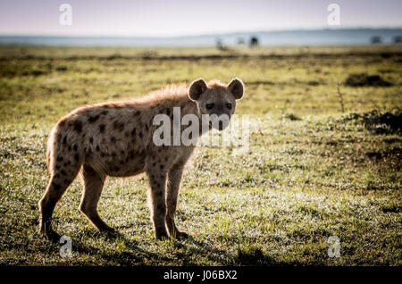 Masai MARA NATIONAL RESERVE, Kenia: Seltene Aufnahmen einer Headhunting Hyäne stolz mit der Trophäe ein Warzenschwein ablaufen wurde von einem Touristen baff erfasst. "Massai-Mara-Headhunter" von lokalen Führern genannt, zeigen atemberaubende Bilder und Video der Anführer der Gruppe tragen seinen Preis über die Masai Mara National Reserve in Kenia. Die unglaubliche Bild- und Filmmaterial wurden von Amateur-Fotografen Olli Teirilä (38) aus Helsinki, Finnland mit einem Canon 70-D-Kamera mit einem 100-400 mm IS II Objektiv aufgenommen. Stockfoto