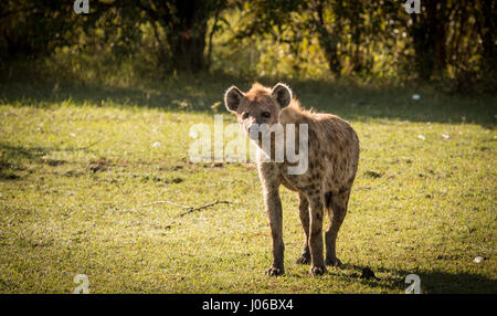 Masai MARA NATIONAL RESERVE, Kenia: Seltene Aufnahmen einer Headhunting Hyäne stolz mit der Trophäe ein Warzenschwein ablaufen wurde von einem Touristen baff erfasst. "Massai-Mara-Headhunter" von lokalen Führern genannt, zeigen atemberaubende Bilder und Video der Anführer der Gruppe tragen seinen Preis über die Masai Mara National Reserve in Kenia. Die unglaubliche Bild- und Filmmaterial wurden von Amateur-Fotografen Olli Teirilä (38) aus Helsinki, Finnland mit einem Canon 70-D-Kamera mit einem 100-400 mm IS II Objektiv aufgenommen. Stockfoto