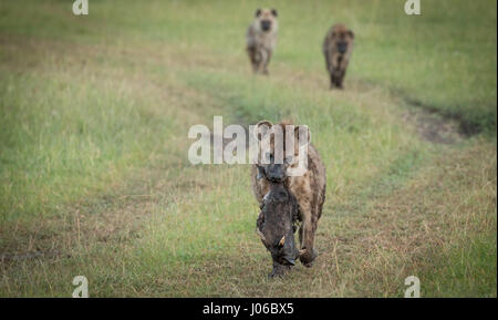 Masai MARA NATIONAL RESERVE, Kenia: Seltene Aufnahmen einer Headhunting Hyäne stolz mit der Trophäe ein Warzenschwein ablaufen wurde von einem Touristen baff erfasst. "Massai-Mara-Headhunter" von lokalen Führern genannt, zeigen atemberaubende Bilder und Video der Anführer der Gruppe tragen seinen Preis über die Masai Mara National Reserve in Kenia. Die unglaubliche Bild- und Filmmaterial wurden von Amateur-Fotografen Olli Teirilä (38) aus Helsinki, Finnland mit einem Canon 70-D-Kamera mit einem 100-400 mm IS II Objektiv aufgenommen. Stockfoto