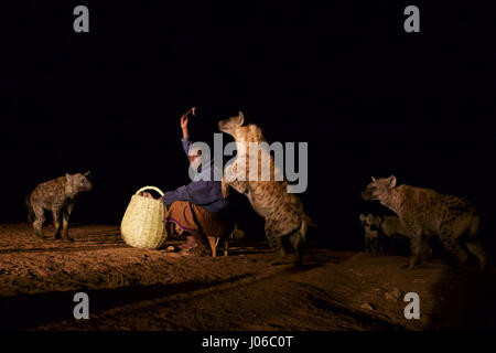 HARAR, Äthiopien: Neue 'Hyäne Man' Abbas Saleh Fütterung einer Hyäne.  Treffen Sie die unglaubliche Hyäne Mann von Harar, die nun seinen Titel auf seinen Sohn nach dreißig Jahren, am besten mit Freunden einen Clan dieser fleischfressende Tiere vorbei ist. Bilder zeigen einen jungen Erben die Hyäne Mann Titel nach der jahrhundertealten Tradition seines Volkes vor möglichen Angriffen durch Hyänen ruhig füttern diese wilden Radikalfänger schützen. Er ist völlig frei von jeglicher Art von Angst Sie assoziieren würde, wobei dies in der Nähe Afrikas produktivsten Fleischfresser.  Hyänen sind dafür bekannt, angreifen und töten Menschen, sondern wie die Stockfoto
