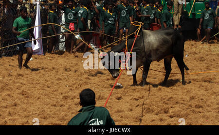 MADURAI, Indien: Spektakuläre Bilder aus einem umstritten und inzwischen verbotenen Stier zähmen Wettbewerb wurden veröffentlicht. Actiongeladene Aufnahmen, die die letzte jemals sein könnte dieses Ereignisses erfasst offenbaren mutigen jungen Anwärter abwechselnd geschmückten Stieres festzuhalten, während der Überquerung der Ziellinie Victor benannt werden. Wenn sie den Stier nicht ist siegreich.  Schlingern und springen in die Luft die leistungsstarken Bulls ersichtlich machen es ihre Mission zum Herausforderer auf den Boden zu werfen. Eine heftige Debatte ist derzeit tobenden statt zwischen denjenigen, die gegen traditionellen Sport behauptete, es ist grausam, die eine Stockfoto