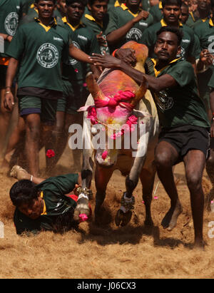 MADURAI, Indien: Spektakuläre Bilder aus einem umstritten und inzwischen verbotenen Stier zähmen Wettbewerb wurden veröffentlicht. Actiongeladene Aufnahmen, die die letzte jemals sein könnte dieses Ereignisses erfasst offenbaren mutigen jungen Anwärter abwechselnd geschmückten Stieres festzuhalten, während der Überquerung der Ziellinie Victor benannt werden. Wenn sie den Stier nicht ist siegreich.  Schlingern und springen in die Luft die leistungsstarken Bulls ersichtlich machen es ihre Mission zum Herausforderer auf den Boden zu werfen. Eine heftige Debatte ist derzeit tobenden statt zwischen denjenigen, die gegen traditionellen Sport behauptete, es ist grausam, die eine Stockfoto