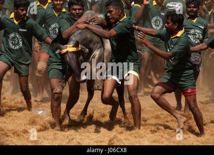 MADURAI, Indien: Spektakuläre Bilder aus einem umstritten und inzwischen verbotenen Stier zähmen Wettbewerb wurden veröffentlicht. Actiongeladene Aufnahmen, die die letzte jemals sein könnte dieses Ereignisses erfasst offenbaren mutigen jungen Anwärter abwechselnd geschmückten Stieres festzuhalten, während der Überquerung der Ziellinie Victor benannt werden. Wenn sie den Stier nicht ist siegreich.  Schlingern und springen in die Luft die leistungsstarken Bulls ersichtlich machen es ihre Mission zum Herausforderer auf den Boden zu werfen. Eine heftige Debatte ist derzeit tobenden statt zwischen denjenigen, die gegen traditionellen Sport behauptete, es ist grausam, die eine Stockfoto