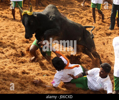 MADURAI, Indien: Spektakuläre Bilder aus einem umstritten und inzwischen verbotenen Stier zähmen Wettbewerb wurden veröffentlicht. Actiongeladene Aufnahmen, die die letzte jemals sein könnte dieses Ereignisses erfasst offenbaren mutigen jungen Anwärter abwechselnd geschmückten Stieres festzuhalten, während der Überquerung der Ziellinie Victor benannt werden. Wenn sie den Stier nicht ist siegreich.  Schlingern und springen in die Luft die leistungsstarken Bulls ersichtlich machen es ihre Mission zum Herausforderer auf den Boden zu werfen. Eine heftige Debatte ist derzeit tobenden statt zwischen denjenigen, die gegen traditionellen Sport behauptete, es ist grausam, die eine Stockfoto