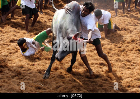 MADURAI, Indien: Spektakuläre Bilder aus einem umstritten und inzwischen verbotenen Stier zähmen Wettbewerb wurden veröffentlicht. Actiongeladene Aufnahmen, die die letzte jemals sein könnte dieses Ereignisses erfasst offenbaren mutigen jungen Anwärter abwechselnd geschmückten Stieres festzuhalten, während der Überquerung der Ziellinie Victor benannt werden. Wenn sie den Stier nicht ist siegreich.  Schlingern und springen in die Luft die leistungsstarken Bulls ersichtlich machen es ihre Mission zum Herausforderer auf den Boden zu werfen. Eine heftige Debatte ist derzeit tobenden statt zwischen denjenigen, die gegen traditionellen Sport behauptete, es ist grausam, die eine Stockfoto