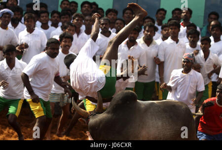 MADURAI, Indien: Spektakuläre Bilder aus einem umstritten und inzwischen verbotenen Stier zähmen Wettbewerb wurden veröffentlicht. Actiongeladene Aufnahmen, die die letzte jemals sein könnte dieses Ereignisses erfasst offenbaren mutigen jungen Anwärter abwechselnd geschmückten Stieres festzuhalten, während der Überquerung der Ziellinie Victor benannt werden. Wenn sie den Stier nicht ist siegreich.  Schlingern und springen in die Luft die leistungsstarken Bulls ersichtlich machen es ihre Mission zum Herausforderer auf den Boden zu werfen. Eine heftige Debatte ist derzeit tobenden statt zwischen denjenigen, die gegen traditionellen Sport behauptete, es ist grausam, die eine Stockfoto