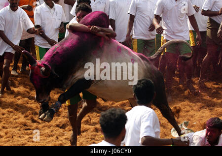 MADURAI, Indien: Spektakuläre Bilder aus einem umstritten und inzwischen verbotenen Stier zähmen Wettbewerb wurden veröffentlicht. Actiongeladene Aufnahmen, die die letzte jemals sein könnte dieses Ereignisses erfasst offenbaren mutigen jungen Anwärter abwechselnd geschmückten Stieres festzuhalten, während der Überquerung der Ziellinie Victor benannt werden. Wenn sie den Stier nicht ist siegreich.  Schlingern und springen in die Luft die leistungsstarken Bulls ersichtlich machen es ihre Mission zum Herausforderer auf den Boden zu werfen. Eine heftige Debatte ist derzeit tobenden statt zwischen denjenigen, die gegen traditionellen Sport behauptete, es ist grausam, die eine Stockfoto