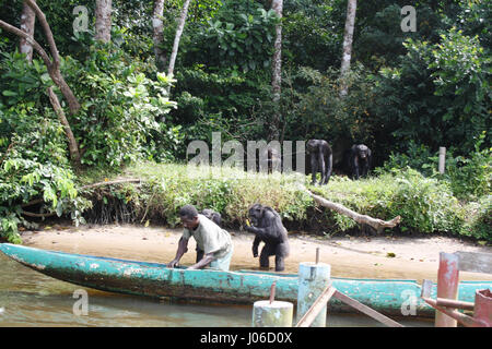 MONKEY ISLAND, LIBERIA: Fest IHRE Augen auf dieser paradiesischen Insel, wo die einzigen Bewohner Schimpansen sind. Bilder zeigen die charmante Schimpansen kommen um ihre menschlichen Freund zu begrüßen, da er ihnen frische Lebensmittel aus seinem Kanu bringt.  Anderen schnappt zeigen die großen Menschenaffen ihre Zehen in das Wasser, um aufzuholen auf die Ereignisse des Tages, während eine einsame Figur gesehen werden kann, nehmen in einer Baum-Draufsicht des Ozeans, während er sein Mittagessen beendet kauern. Irische Jugendarbeiter Marie Power (27) war einer der vier glückliche Touristen auf das ausgehöhlte hölzerne Kanu und war in der Lage, diese unglaublichen Szenen von snap Stockfoto