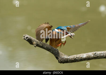 Ein Eisvogel kommt ins Land auf einem Ast. WIE A BULLET tauchte dieser Hunger Eisvogel heimlich ins Wasser, um seine Mittagessen zu fangen. Die Bilder zeigen die bunten Vogel gleiten anmutig aus dem Wasser nach einem ahnungslosen Fische fangen. Ein weiterer Schuss erscheint der Eisvogel, eine wohlverdiente Pause auf einer nahe gelegenen Filiale nach der energetischen Anzeige zu nehmen. Italienischer Amateur-Fotograf Marco Merli (28) konnte seinen Augen nicht trauen, als er den Eisvogel in Aktion eroberte. Die Bilder wurden in Ferrara, Norditalien. Stockfoto