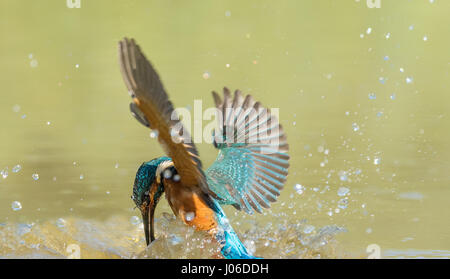 Ein Eisvogel ringt mit seinen Fisch fangen. WIE A BULLET tauchte dieser Hunger Eisvogel heimlich ins Wasser, um seine Mittagessen zu fangen. Die Bilder zeigen die bunten Vogel gleiten anmutig aus dem Wasser nach einem ahnungslosen Fische fangen. Ein weiterer Schuss erscheint der Eisvogel, eine wohlverdiente Pause auf einer nahe gelegenen Filiale nach der energetischen Anzeige zu nehmen. Italienischer Amateur-Fotograf Marco Merli (28) konnte seinen Augen nicht trauen, als er den Eisvogel in Aktion eroberte. Die Bilder wurden in Ferrara, Norditalien. Stockfoto