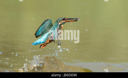 Ein hungriger Eisvogel ergibt sich aus dem Wasser mit seinen Fisch Mittagessen im Schlepptau. WIE A BULLET tauchte dieser Hunger Eisvogel heimlich ins Wasser, um seine Mittagessen zu fangen. Die Bilder zeigen die bunten Vogel gleiten anmutig aus dem Wasser nach einem ahnungslosen Fische fangen. Ein weiterer Schuss erscheint der Eisvogel, eine wohlverdiente Pause auf einer nahe gelegenen Filiale nach der energetischen Anzeige zu nehmen. Italienischer Amateur-Fotograf Marco Merli (28) konnte seinen Augen nicht trauen, als er den Eisvogel in Aktion eroberte. Die Bilder wurden in Ferrara, Norditalien. Stockfoto