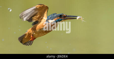 Ein hungriger Eisvogel ergibt sich aus dem Wasser mit seinen Fisch Mittagessen im Schlepptau. WIE A BULLET tauchte dieser Hunger Eisvogel heimlich ins Wasser, um seine Mittagessen zu fangen. Die Bilder zeigen die bunten Vogel gleiten anmutig aus dem Wasser nach einem ahnungslosen Fische fangen. Ein weiterer Schuss erscheint der Eisvogel, eine wohlverdiente Pause auf einer nahe gelegenen Filiale nach der energetischen Anzeige zu nehmen. Italienischer Amateur-Fotograf Marco Merli (28) konnte seinen Augen nicht trauen, als er den Eisvogel in Aktion eroberte. Die Bilder wurden in Ferrara, Norditalien. Stockfoto