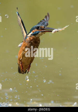 Ein hungriger Eisvogel ergibt sich aus dem Wasser mit seinen Fisch Mittagessen im Schlepptau. WIE A BULLET tauchte dieser Hunger Eisvogel heimlich ins Wasser, um seine Mittagessen zu fangen. Die Bilder zeigen die bunten Vogel gleiten anmutig aus dem Wasser nach einem ahnungslosen Fische fangen. Ein weiterer Schuss erscheint der Eisvogel, eine wohlverdiente Pause auf einer nahe gelegenen Filiale nach der energetischen Anzeige zu nehmen. Italienischer Amateur-Fotograf Marco Merli (28) konnte seinen Augen nicht trauen, als er den Eisvogel in Aktion eroberte. Die Bilder wurden in Ferrara, Norditalien. Stockfoto