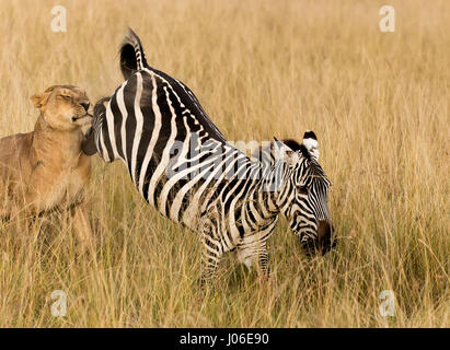 MASAI MARA, Kenia: Bemerkenswerte Action Fotos gefangen haben eine hungrige Löwin Abbau einer ahnungslosen Zebra auf den Schock der britischen Touristen, die den Augenblick der Natur an die meisten rohen erlebt. Beeindruckende Bilder zeigen die 300-Pfund-Löwin versucht, ihre Beute beschleichen, aber einen festen tritt ins Gesicht für ihre Mühen zu erhalten. Andere Aufnahmen zeigen die Räuber stürzen sich auf die mutigen Zebra, wobei es schließlich auf den Boden vor Schlemmen auf die Beute ihres Erfolges. Die Druckknöpfe sind in Masai Mara, Kenia von lokalen professionellen Naturfotografen Clement Kiragu (36) aus Nairobi entstanden. Stockfoto