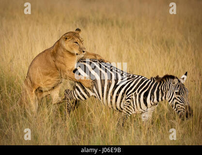 MASAI MARA, Kenia: Bemerkenswerte Action Fotos gefangen haben eine hungrige Löwin Abbau einer ahnungslosen Zebra auf den Schock der britischen Touristen, die den Augenblick der Natur an die meisten rohen erlebt. Beeindruckende Bilder zeigen die 300-Pfund-Löwin versucht, ihre Beute beschleichen, aber einen festen tritt ins Gesicht für ihre Mühen zu erhalten. Andere Aufnahmen zeigen die Räuber stürzen sich auf die mutigen Zebra, wobei es schließlich auf den Boden vor Schlemmen auf die Beute ihres Erfolges. Die Druckknöpfe sind in Masai Mara, Kenia von lokalen professionellen Naturfotografen Clement Kiragu (36) aus Nairobi entstanden. Stockfoto