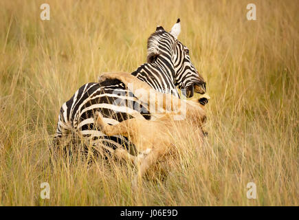 MASAI MARA, Kenia: Bemerkenswerte Action Fotos gefangen haben eine hungrige Löwin Abbau einer ahnungslosen Zebra auf den Schock der britischen Touristen, die den Augenblick der Natur an die meisten rohen erlebt. Beeindruckende Bilder zeigen die 300-Pfund-Löwin versucht, ihre Beute beschleichen, aber einen festen tritt ins Gesicht für ihre Mühen zu erhalten. Andere Aufnahmen zeigen die Räuber stürzen sich auf die mutigen Zebra, wobei es schließlich auf den Boden vor Schlemmen auf die Beute ihres Erfolges. Die Druckknöpfe sind in Masai Mara, Kenia von lokalen professionellen Naturfotografen Clement Kiragu (36) aus Nairobi entstanden. Stockfoto