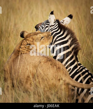 MASAI MARA, Kenia: Bemerkenswerte Action Fotos gefangen haben eine hungrige Löwin Abbau einer ahnungslosen Zebra auf den Schock der britischen Touristen, die den Augenblick der Natur an die meisten rohen erlebt. Beeindruckende Bilder zeigen die 300-Pfund-Löwin versucht, ihre Beute beschleichen, aber einen festen tritt ins Gesicht für ihre Mühen zu erhalten. Andere Aufnahmen zeigen die Räuber stürzen sich auf die mutigen Zebra, wobei es schließlich auf den Boden vor Schlemmen auf die Beute ihres Erfolges. Die Druckknöpfe sind in Masai Mara, Kenia von lokalen professionellen Naturfotografen Clement Kiragu (36) aus Nairobi entstanden. Stockfoto