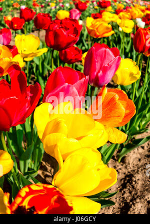 Bunt blühende Tulpen im Garten Stockfoto