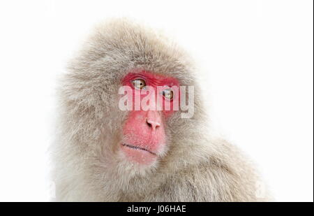 Japanischen Makaken (Macaca Fuscata) Großaufnahme Affenpark Jigokudani Shigakogen, Präfektur Nagano, Japan Februar 'Snow Monkey' Stockfoto