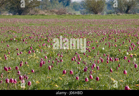 Cricklade Nordwiese, Schlangen Kopf Fritillaria. Stockfoto