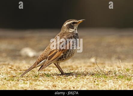 Dusky Thrush (Turdus eunomus) männlich am Boden steht Kyushu, Japan März Stockfoto