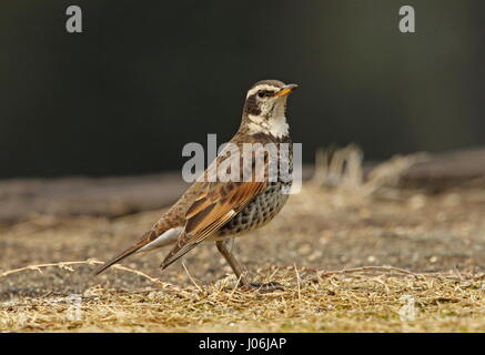 Dusky Thrush (Turdus eunomus) männlich am Boden steht Kyushu, Japan März Stockfoto