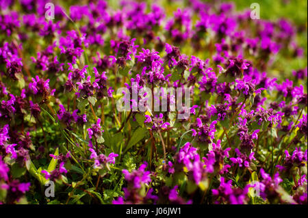 Wilder Thymian Thymus Serpyllum. Eine Dichte Gruppe von lila Blüten dieses aromatische Kräuter in der Familie Lamiaceae Stockfoto