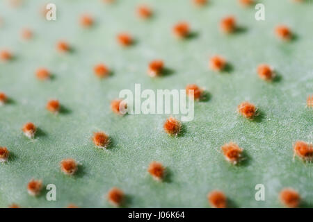 Extreme Makro Nahaufnahme von grüner Kaktus Blatt-Textur-Muster mit kleinen orange Dornen selektiven Fokus Stockfoto