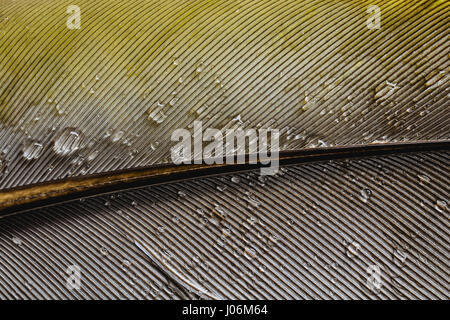 bunte Nahaufnahme der Feder mit Wassertropfen Stockfoto