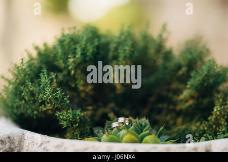 Trauringe auf einem Kaktus in einen Topf geben. Hochzeit Schmuck. Stockfoto