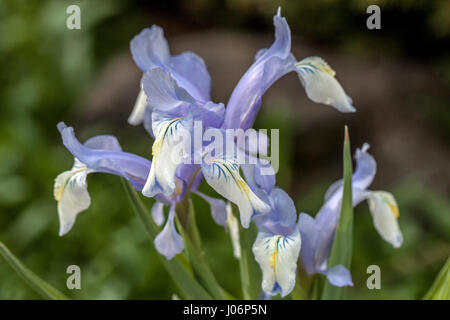 Juno Iris, Iris graeberiana "Weiße" fällt, in der Blüte Stockfoto