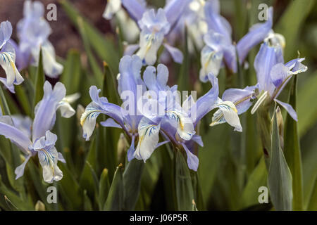 Juno Iris, Iris graeberiana "Weiße" fällt, in der Blüte Stockfoto