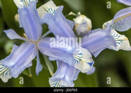 Juno Iris, Iris graeberiana "Weiße" fällt, in der Blüte Stockfoto