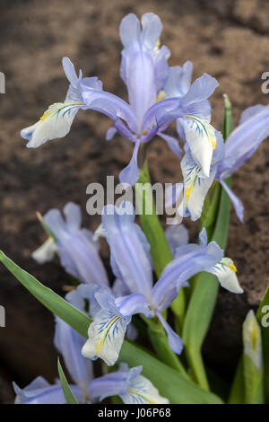 Juno Iris, Iris graeberiana "Weiße" fällt, in der Blüte Stockfoto